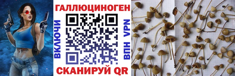 Галлюциногенные грибы MAGIC MUSHROOMS  как найти закладки  это клад  Шелехов 